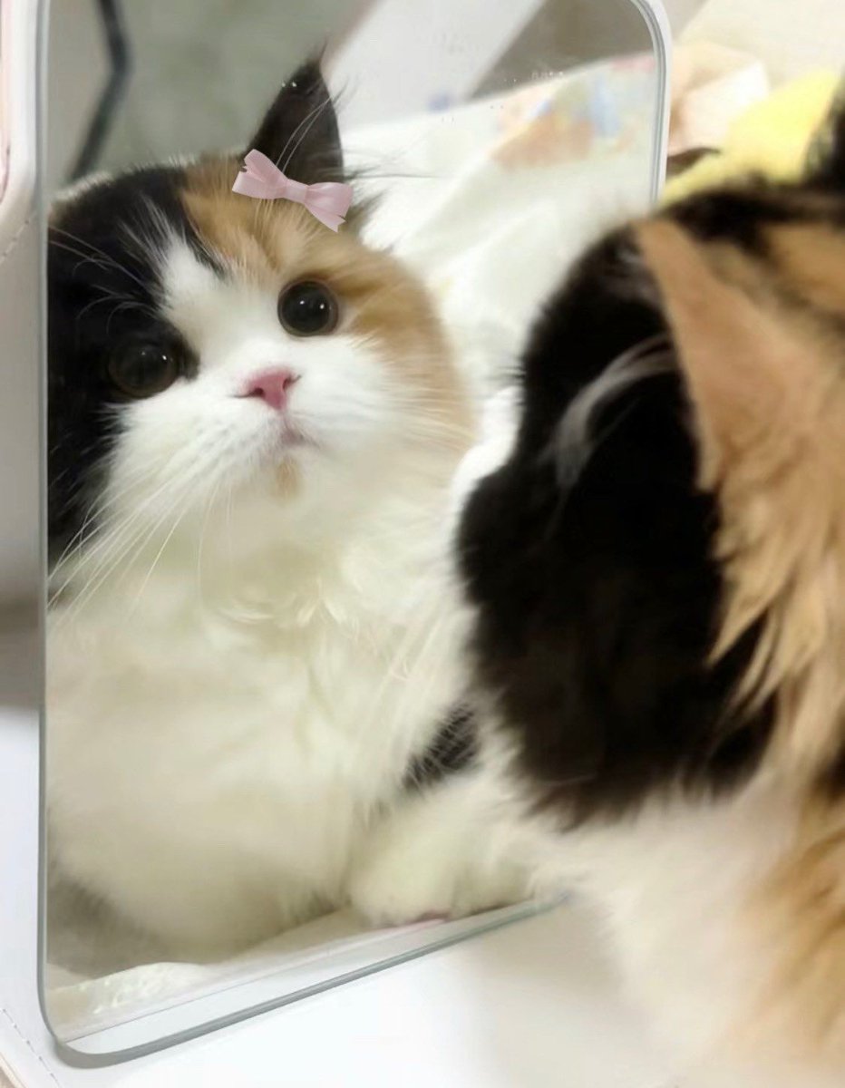 cutest cats tweet media