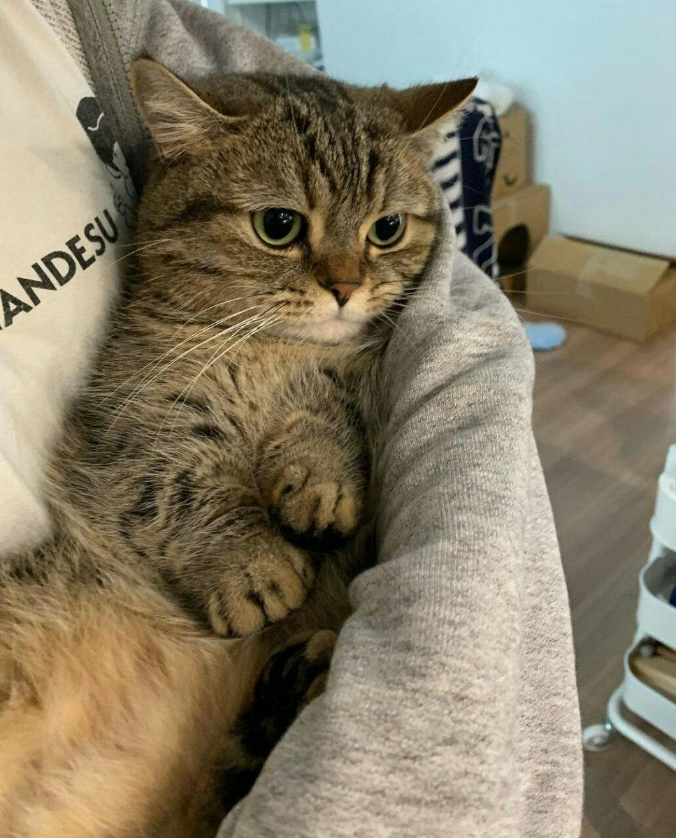 cutest cats tweet media