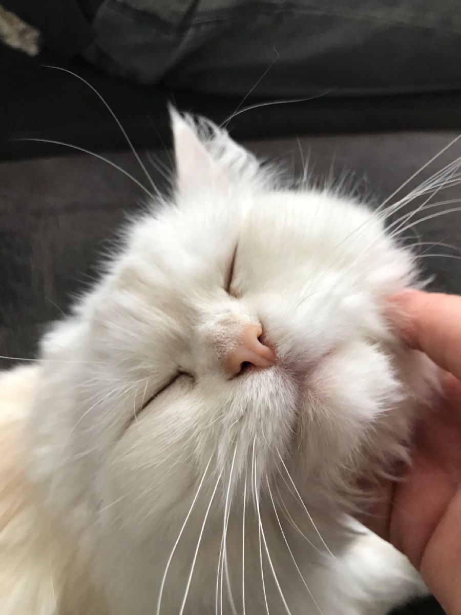 cutest cats tweet media