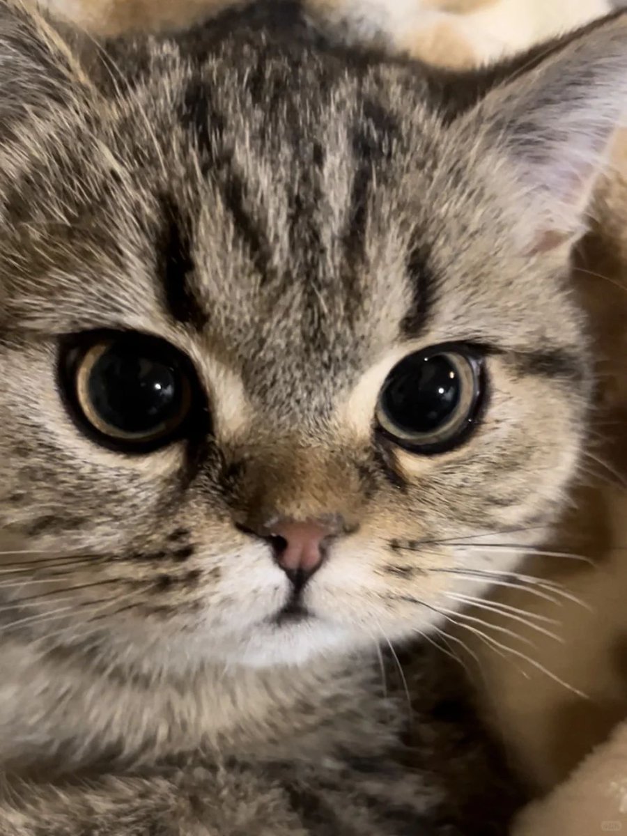 cutest cats tweet media
