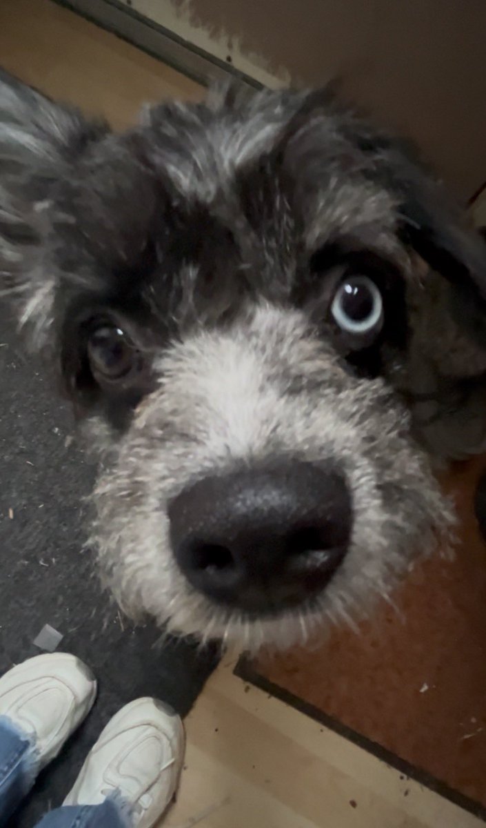 nyaturalselects's tweet photo. i love my puppy https://t.co/siH43KJjGf