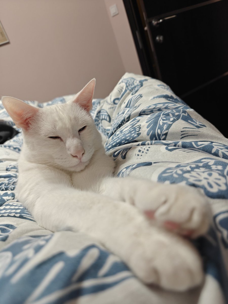 Imperator Cat tweet media
