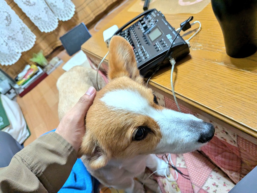 HiranoYukinori's tweet photo. 今日はMASA-YUKIのレコーディングでした。
テーマは「シンフォニー」と「ペット・サウンズ」✨
まさき宅のミーナちゃんも参加して、ある意味とても“Pet Sounds”な現場でした🐶
#MASAYUKI #ギター #マンドリン https://t.co/o11Rt4zXju