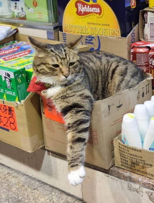 cats with jobs 🛠 tweet media