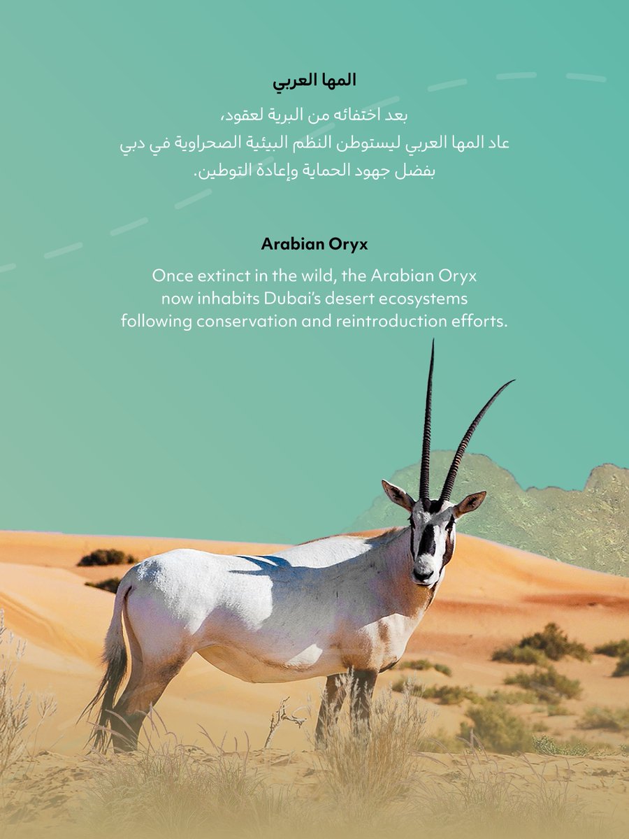 deccadxb's tweet photo. بمناسبة اليوم العالمي للأنواع المهددة بالانقراض، نؤكد أهمية حماية التنوع الحيوي في دبي للحفاظ على التوازن البيئي

#هيئة_دبي_للبيئة_والتغير_المناخي

On World Endangered Species Day, we highlight protecting biodiversity in Dubai to preserve ecological balance

#DECCA https://t.co/PVxaET1Sq3