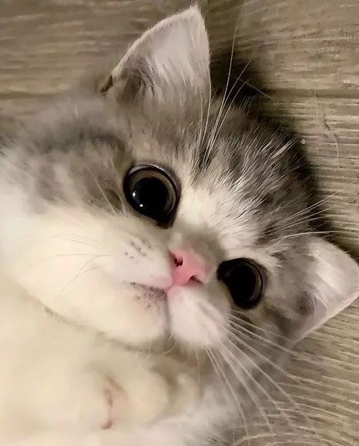 ลูซี่ tweet media
