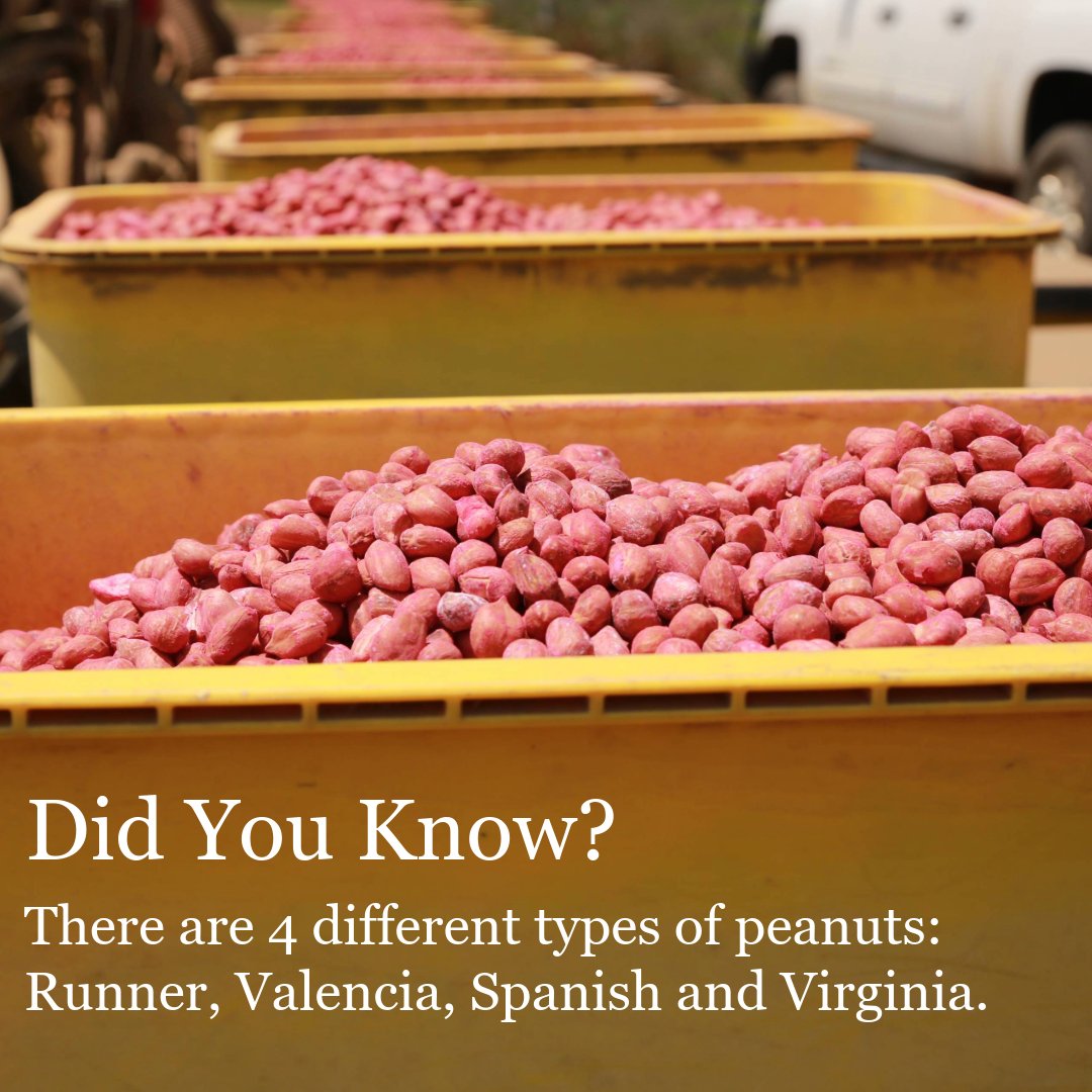 gapeanuts's tweet photo. 🥜 Did you know? Peanuts come in a four different varieties—and each has its own purpose. 
Here in Georgia, runner peanuts are the most widely grown. 

#GaPeanuts #didyouknow #peanuts #DYK https://t.co/SAUsh5Vj6P