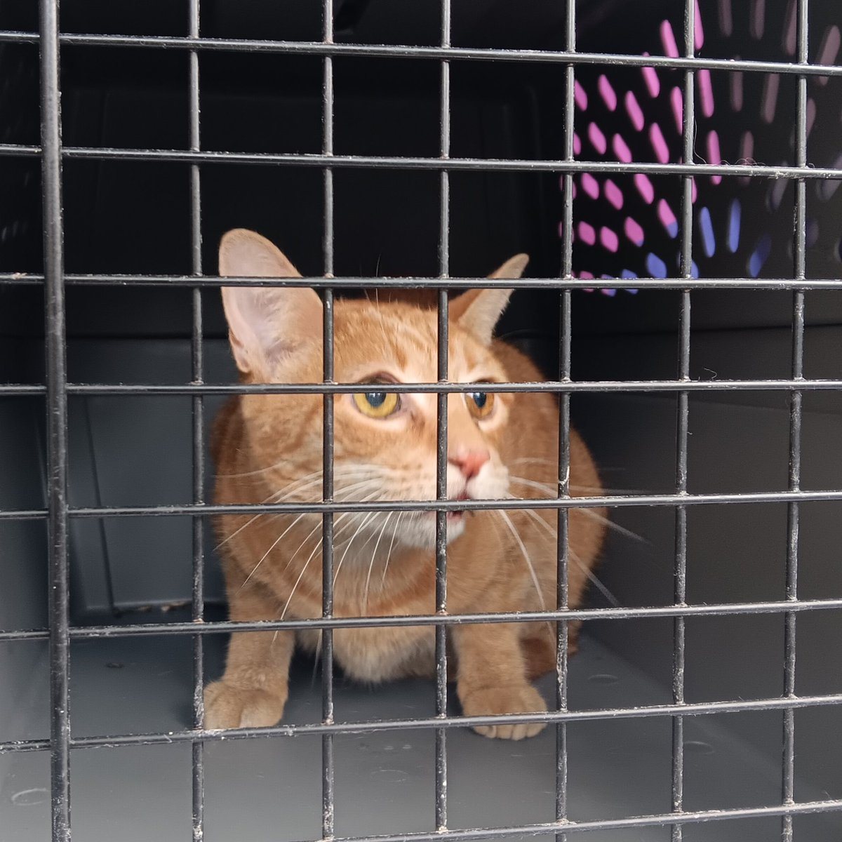 ProjectMEOW's tweet photo. 🚨 Wendell Needs Your Help 🚨 After being hit by a car, 7-year-old Wendell was found terrified and injured in bushes near a busy intersection. X-rays showed abrasions, swelling, injuries to his chin and paw—but miraculously no broken bones or internal injuries. (1) https://t.co/4ZduzaIAEg