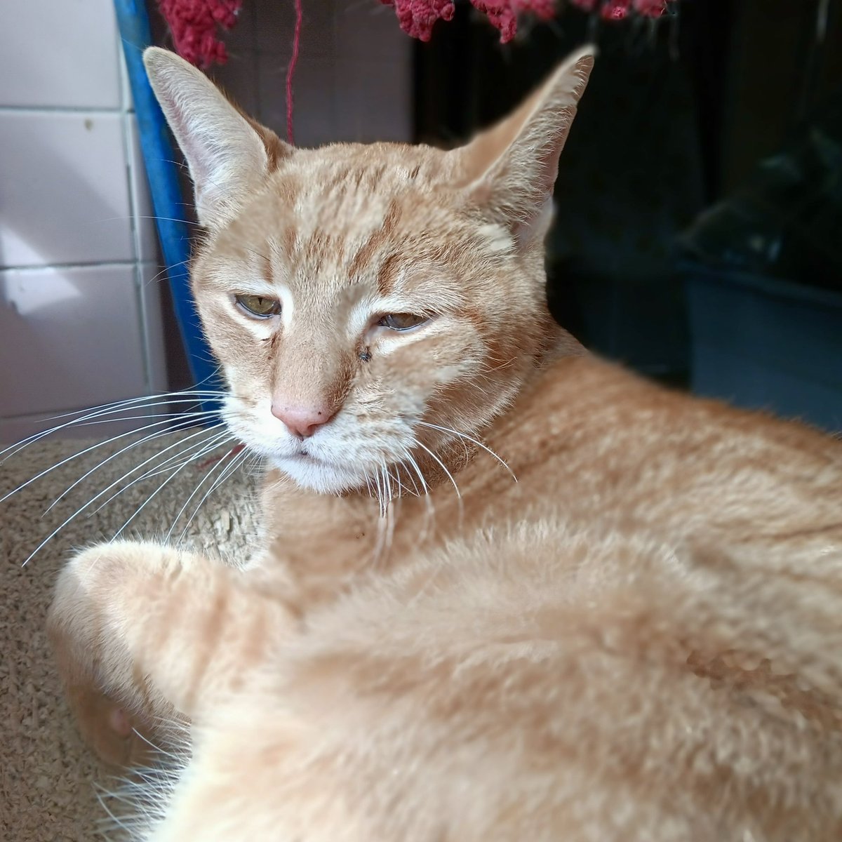 ProjectMEOW's tweet photo. 🚨 Wendell Needs Your Help 🚨 After being hit by a car, 7-year-old Wendell was found terrified and injured in bushes near a busy intersection. X-rays showed abrasions, swelling, injuries to his chin and paw—but miraculously no broken bones or internal injuries. (1) https://t.co/4ZduzaIAEg