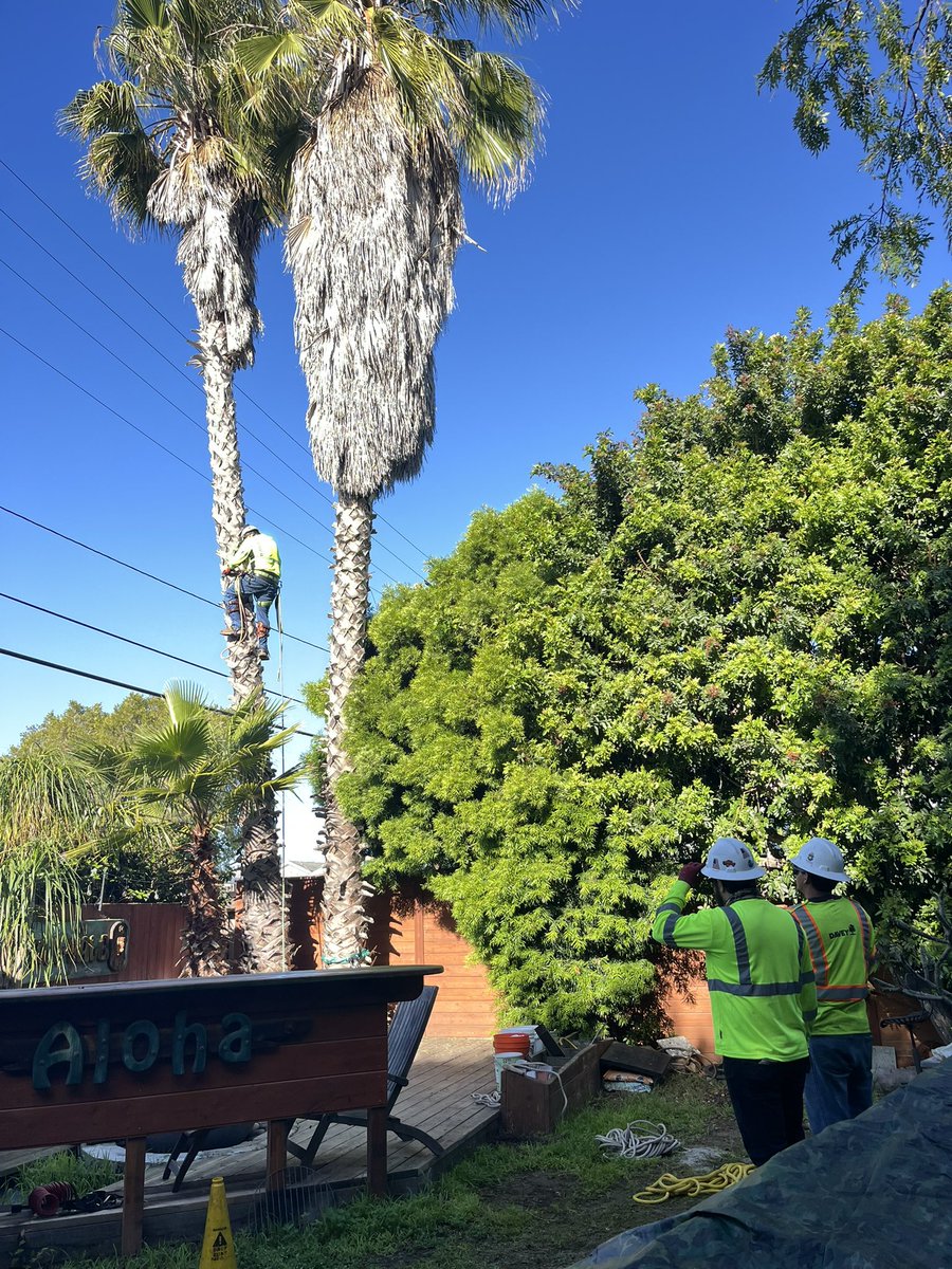47Ibew's tweet photo. Up where the work gets real 🌴💪
Member Jonathan Navarro is climbing strong while Ricardo Barrera and Ivan Osuna keep a close watch—teamwork and safety in action at Davey Tree. 👷♂️🔥
#TreeClimbing #SafetyFirst #Teamwork #DaveyTree #ibew47 https://t.co/iPl02J3MIO
