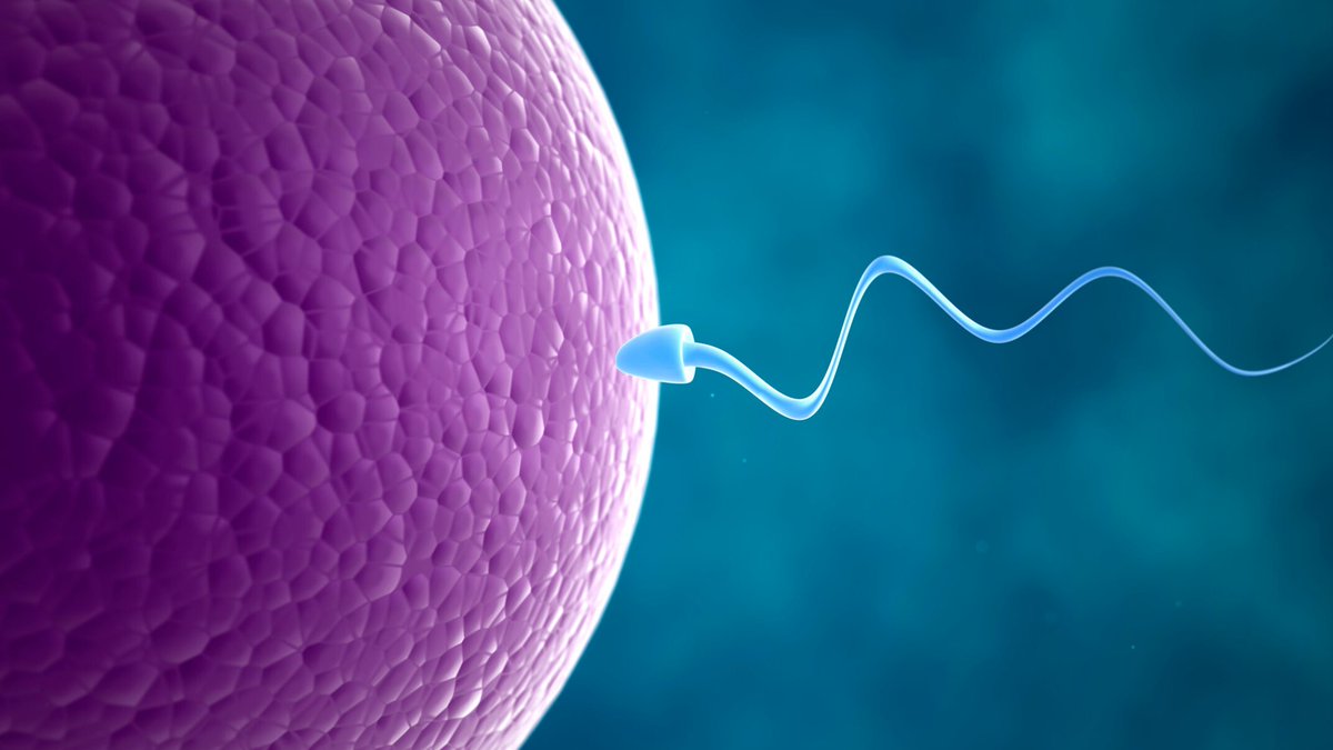 RayLongstreet's tweet photo. @MarkGarron51292 @secularprolife Do you think a specific sperm/egg combination created you? Or do you think that any sperm and egg combination could have created the person you are? https://t.co/TfS0SkXH9q