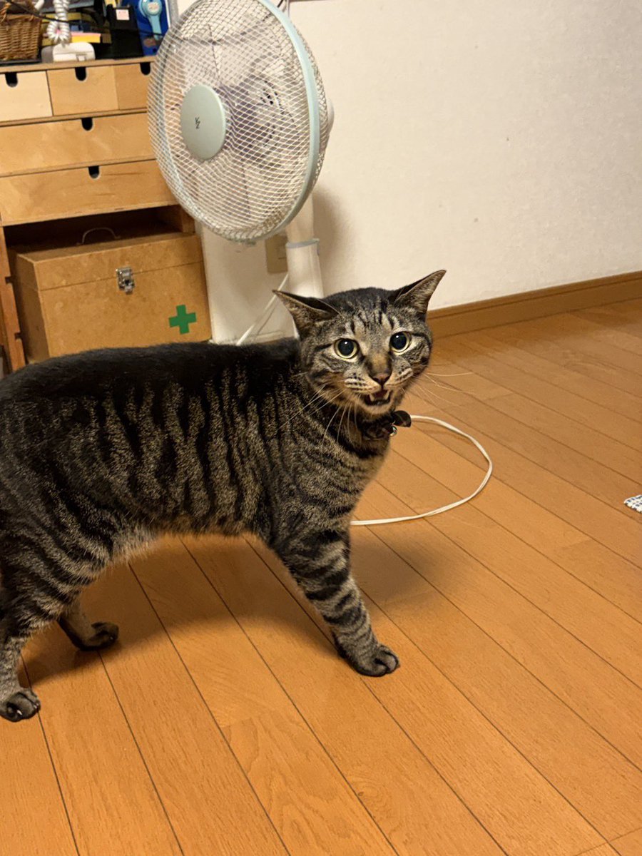 kakeru ito tweet media