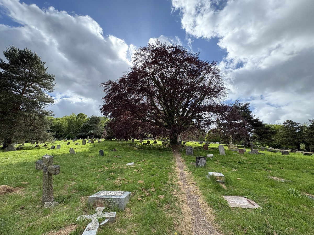Exeter Trees tweet media
