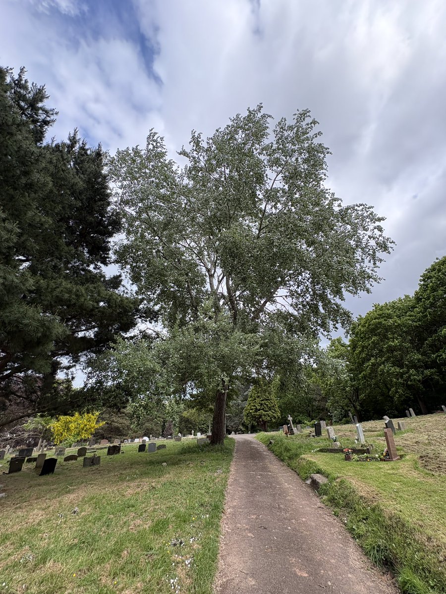 Exeter Trees tweet media
