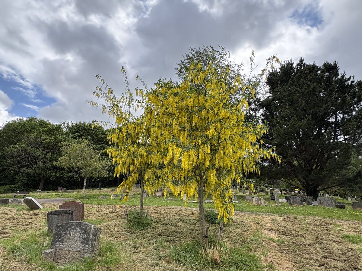 Exeter Trees tweet media
