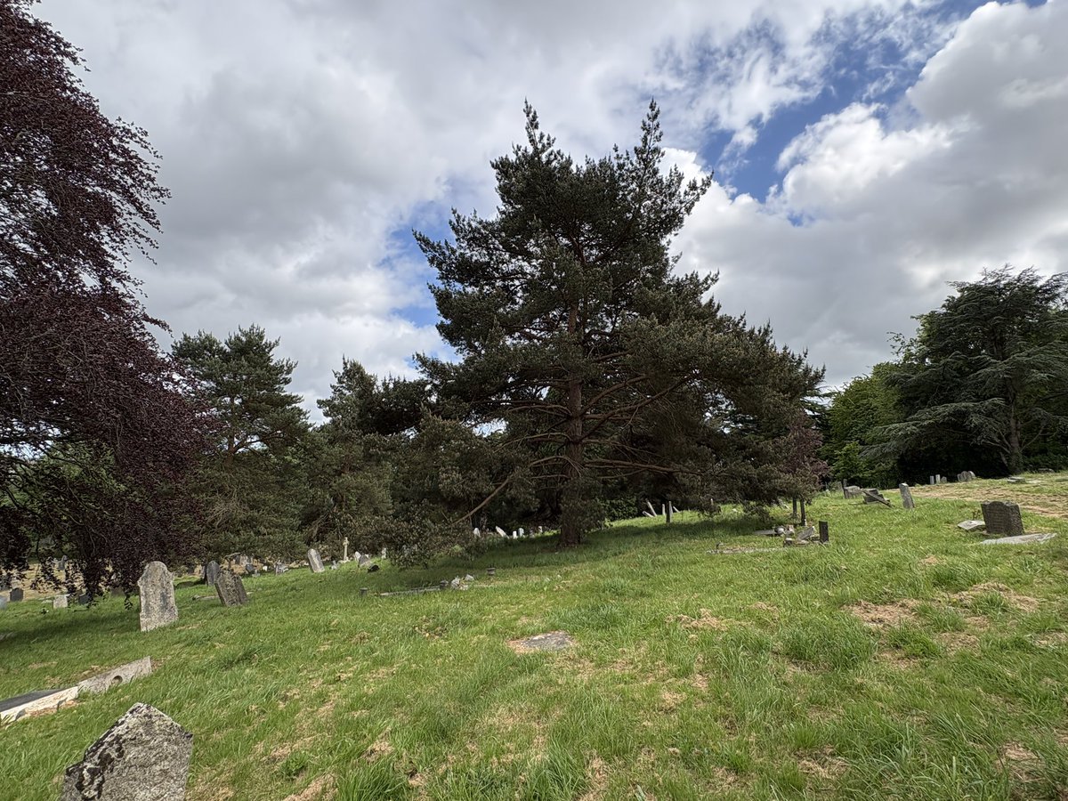 Exeter Trees tweet media