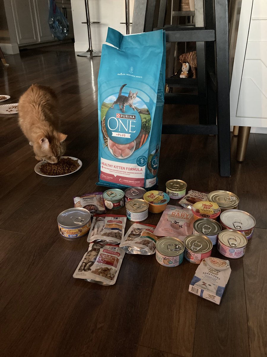 jlovesleo's tweet photo. @andromedism My cat ate some kitten food and slurped up a little chicken broth &amp; nothing else near the end.  I bought like $100 worth of options in hope that he’d eat - all others were a nope.  Best wishes to you. 💗 https://t.co/FpR4PjdP07