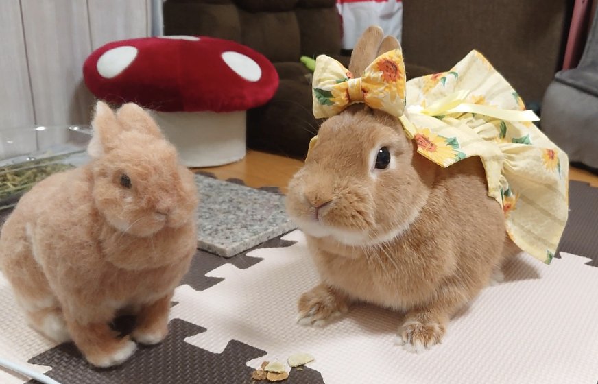 usagi_no_rib's tweet photo. @aaa_beeboo 元気でおてんばさんなリブちゃんにぴったりな素敵なお花です💐
ひまわり🌻と言えば、このドレス姿のリブちゃんが懐かしいです😌💕 https://t.co/rtjUfuTlhC