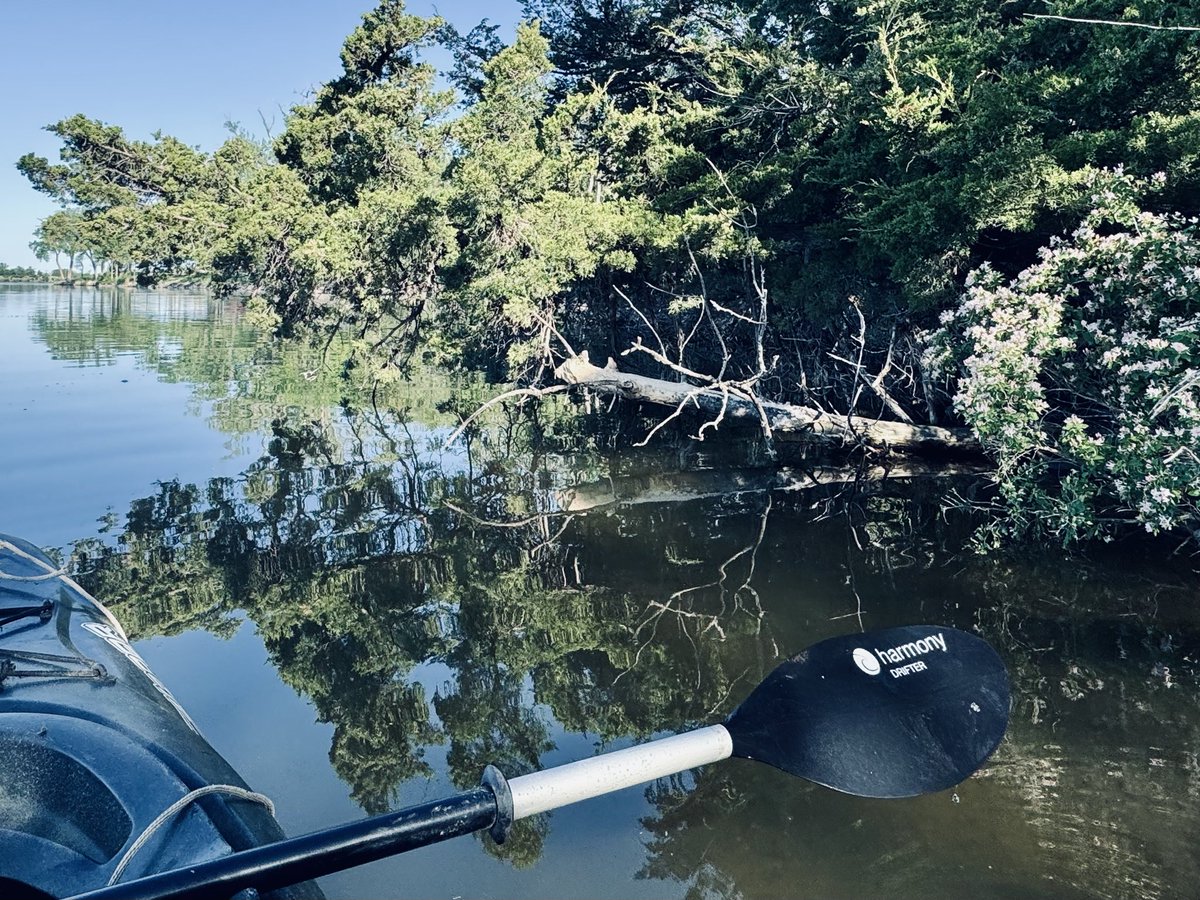 john_nohr's tweet photo. A beautiful, calm morning for a paddle on Lake Mitchell. Along the shoreline, everything is springing to life: the soft light-green leaves of the Russian olive, the old cedar tree lying horizontally across the water, and the blossoming honeysuckle. Turtles are out in full force. https://t.co/KWXf81IZjI