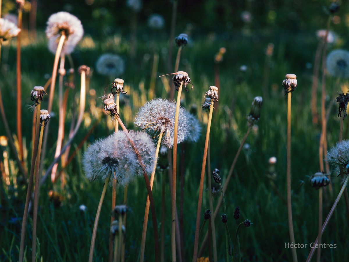 HectorCantres's tweet photo. Dandelion seed heads lit by the morning sun. They are all gone now. Hopefully we'll get eve more of them next spring. Plus, they are tasty sauté in olive oil, salt, pepper and garlic.

#dandelions #flora #FlowerHeads #flowers #pappus #puffball #SeedHead #spring #WildFlowers https://t.co/A4aZFKjdFx