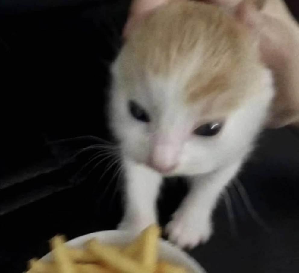 No Cats No Life tweet media