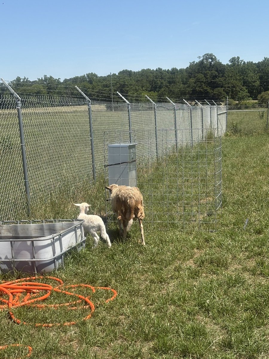 Homesteading4sovereignty tweet media