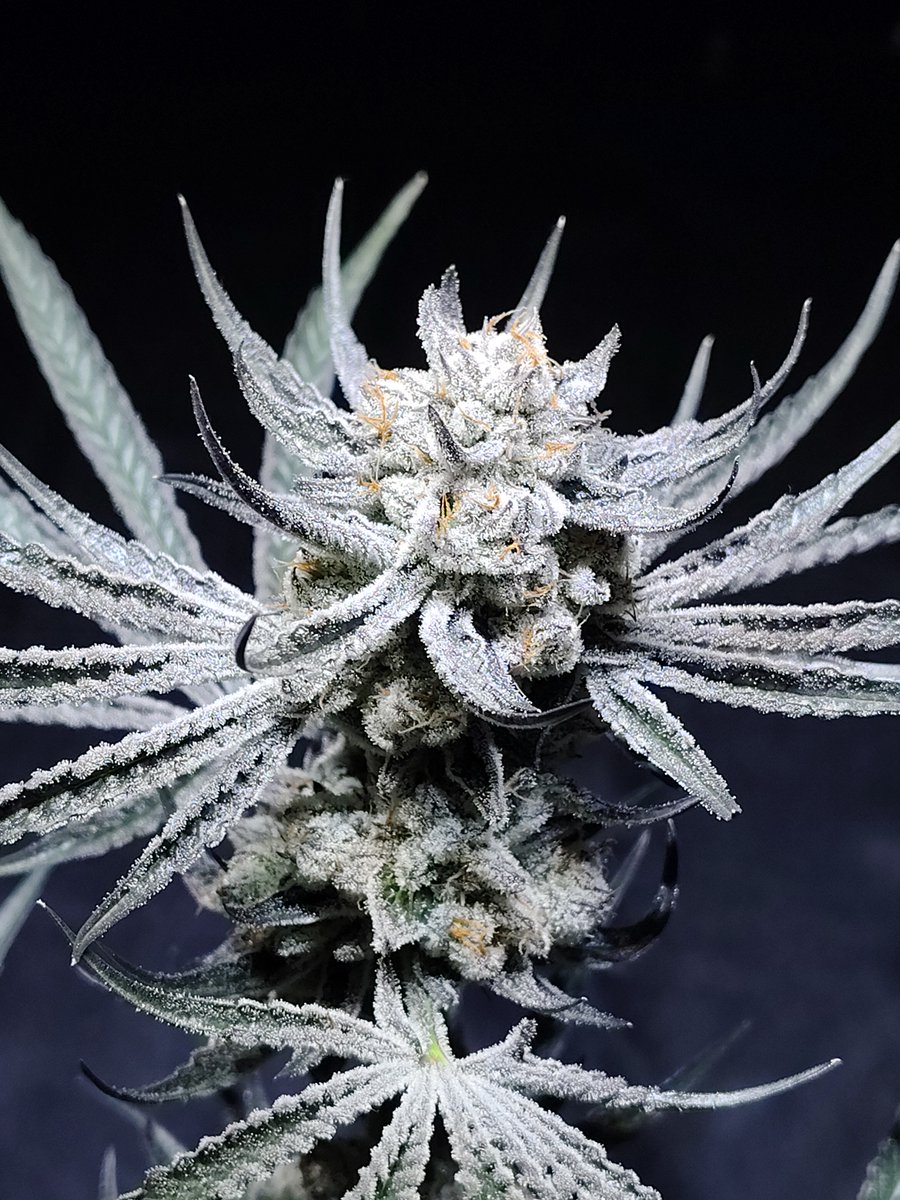 High Times tweet media
