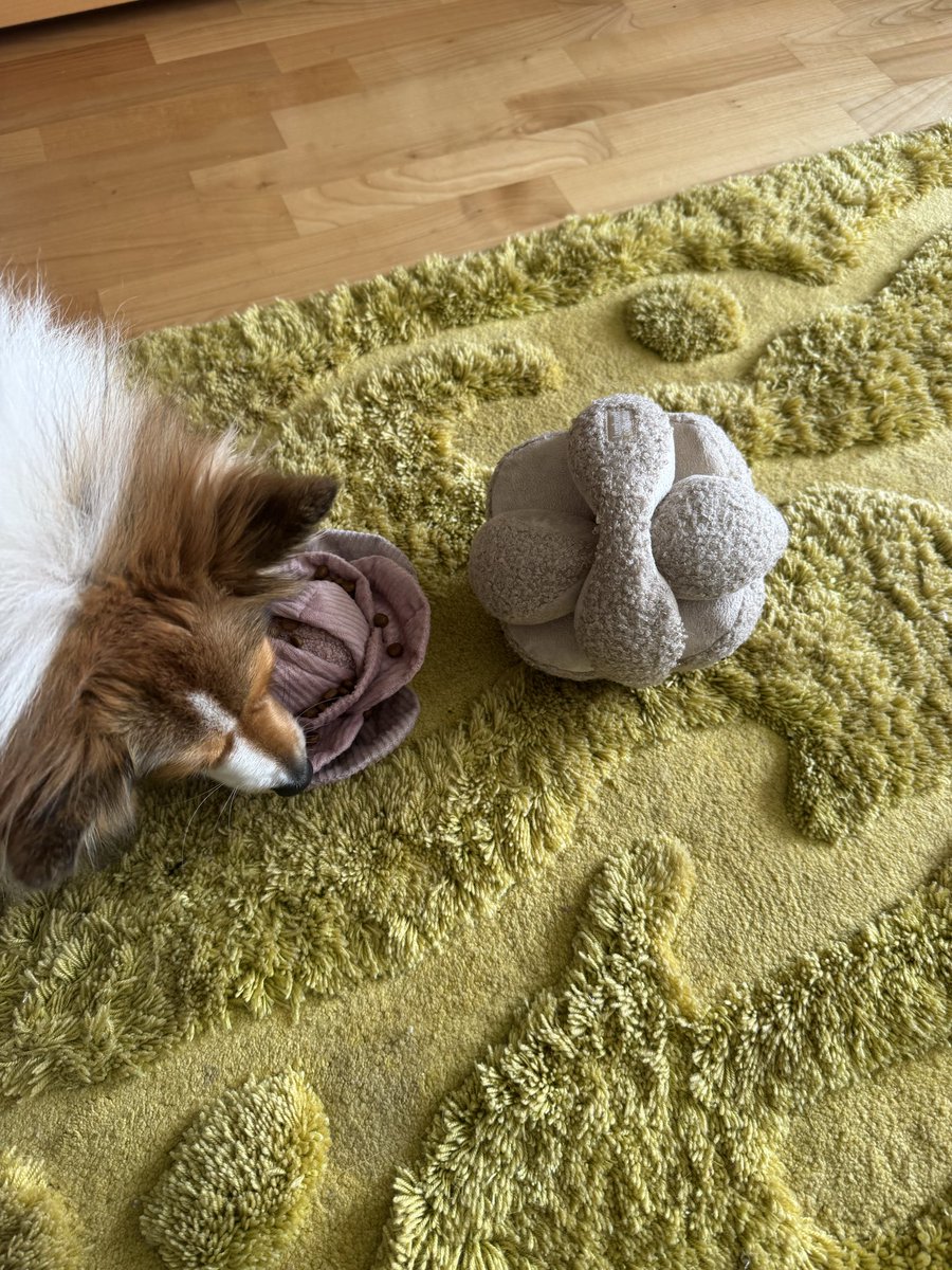 Sushi95's tweet photo. @SheltieHope  Kohl ist wohl einfacher als der Ball. So wird aber das Trockenfutter etwas vernichtet. Klappt nicht immer 😳🙄 https://t.co/ySOXp3WwD2