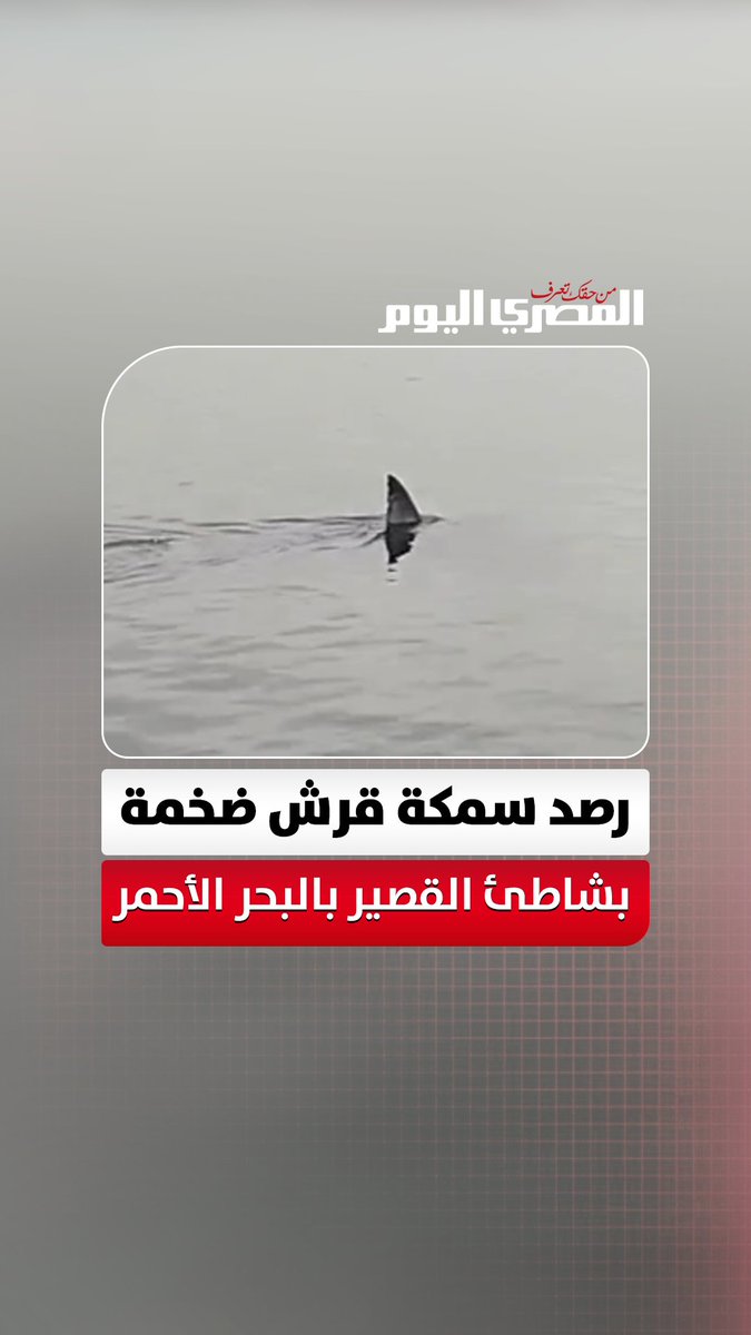 رصد سمكة قرش ضخمة بشاطئ القصير.. وإخطار أجهزة المحميات بالبحر الأحمر. متابعة: محمد السيد سليمان 