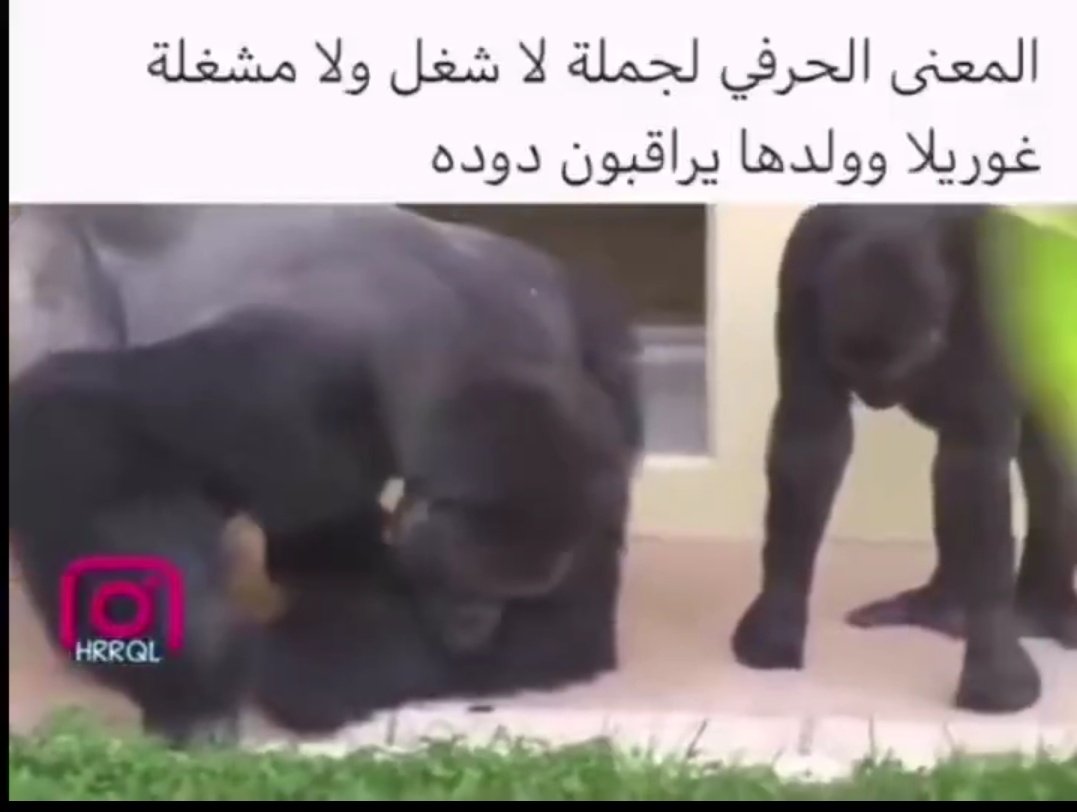 جمال tweet media