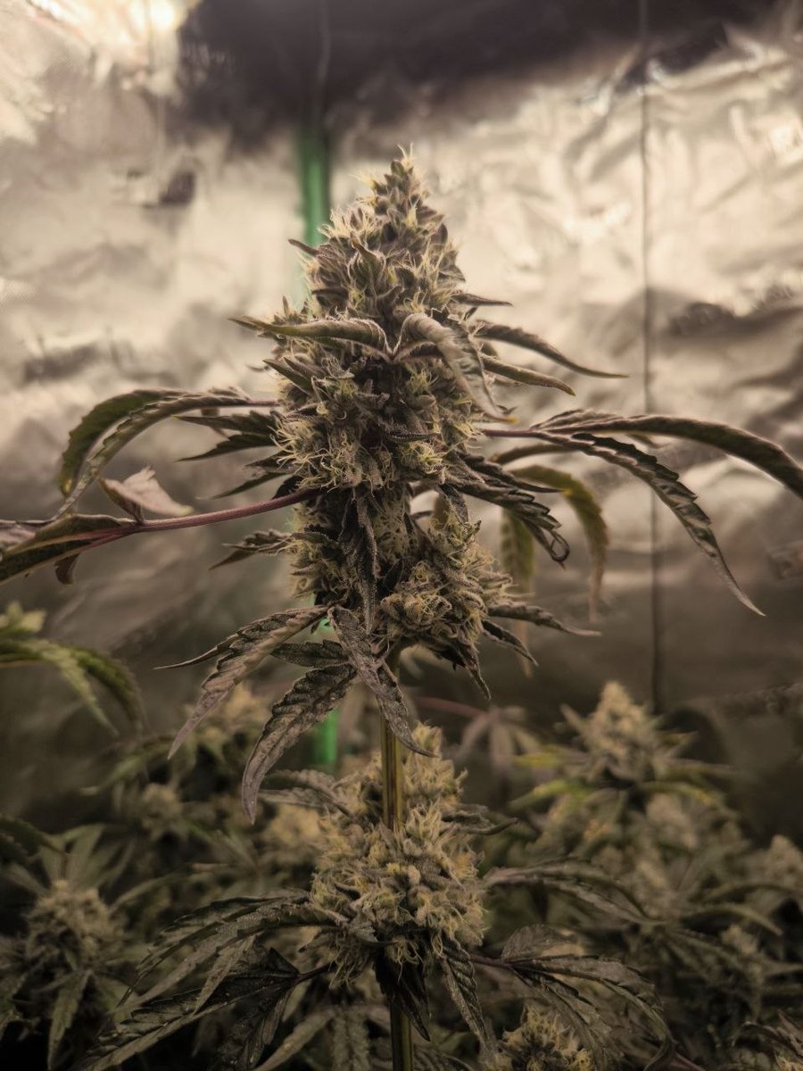 Wotans Genetics tweet media