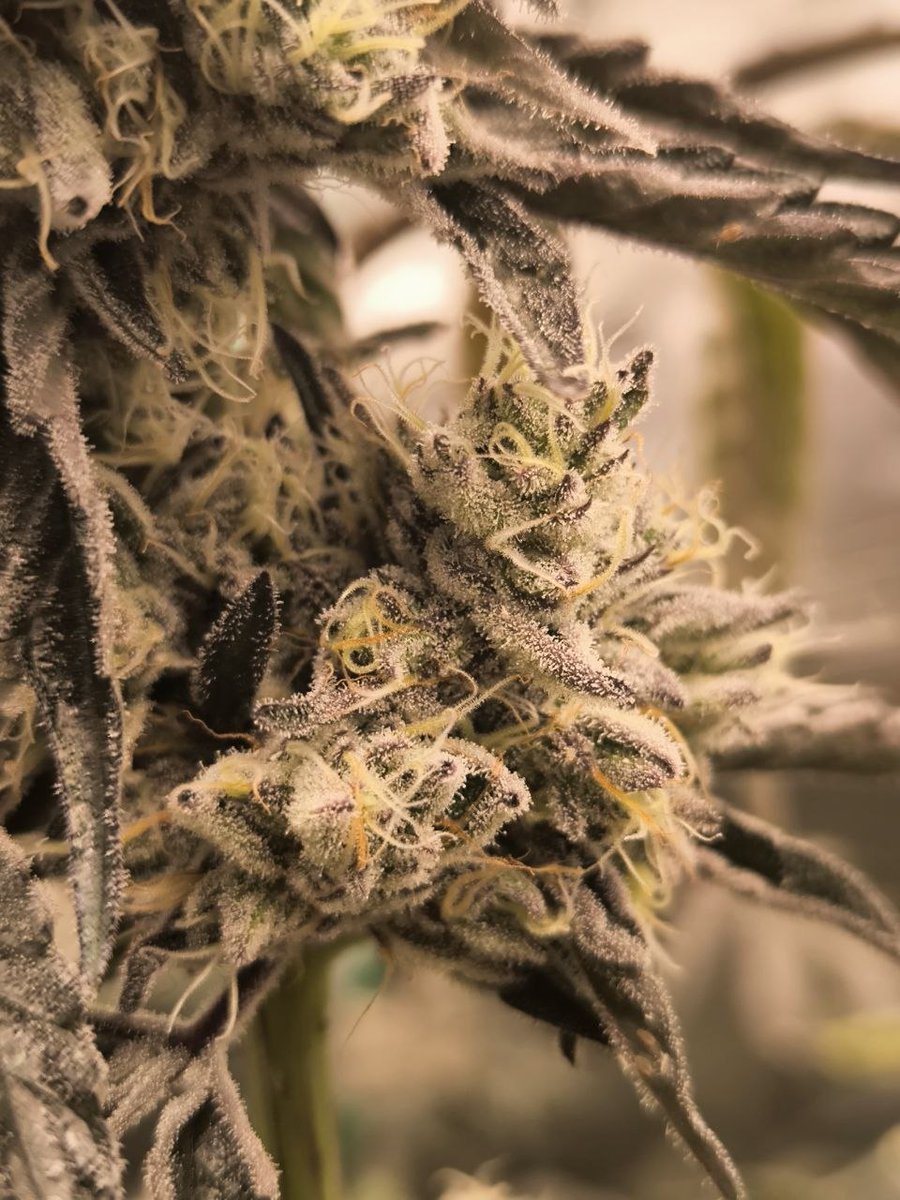 Wotans Genetics tweet media