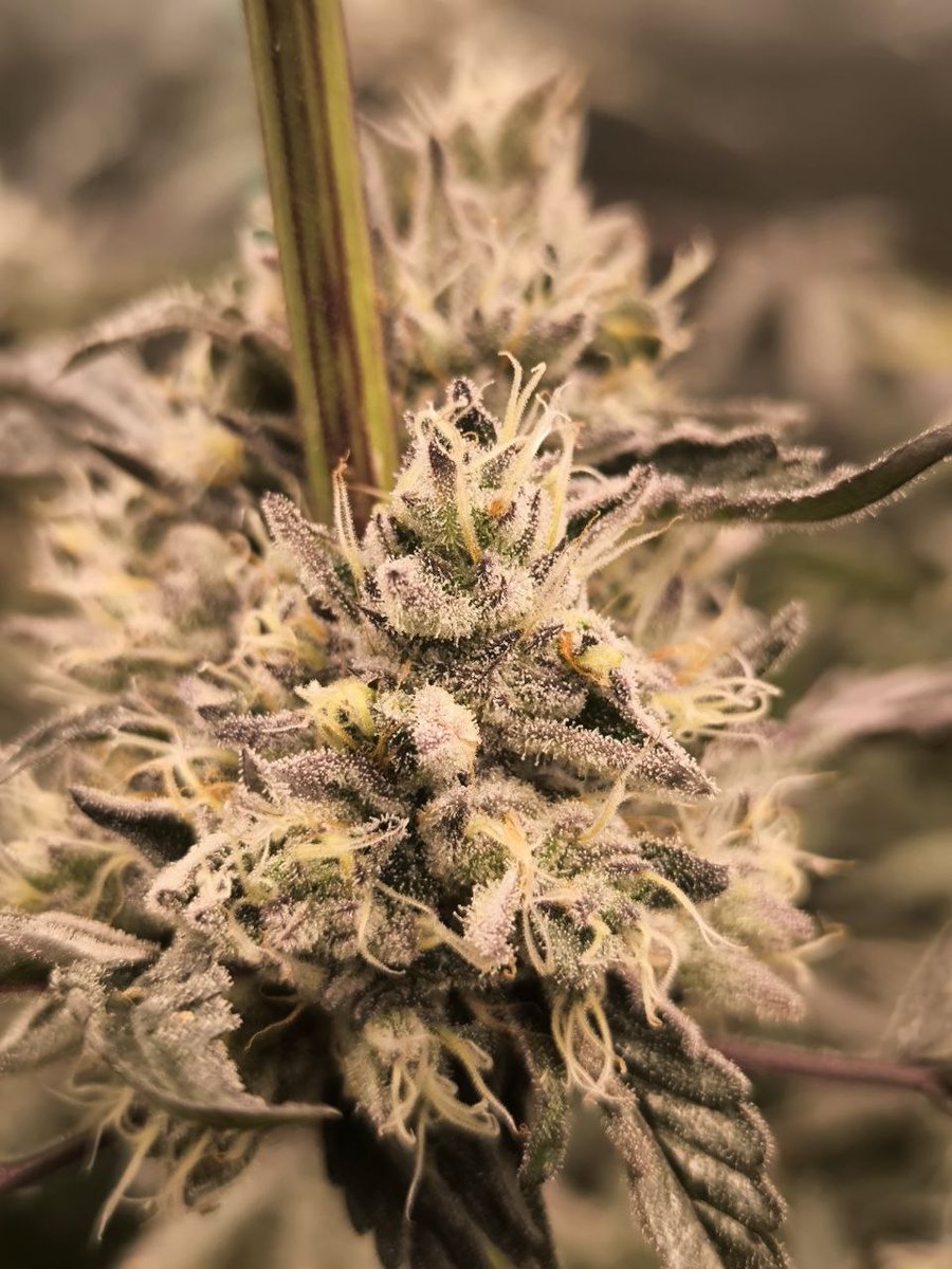 Wotans Genetics tweet media