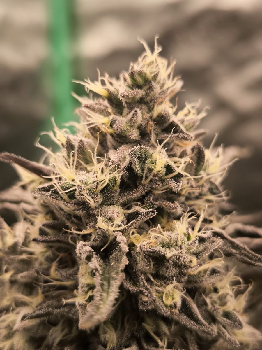 Wotans Genetics tweet media