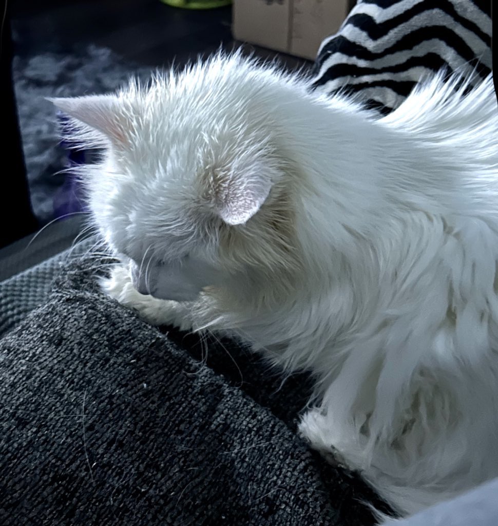Kittty tweet media