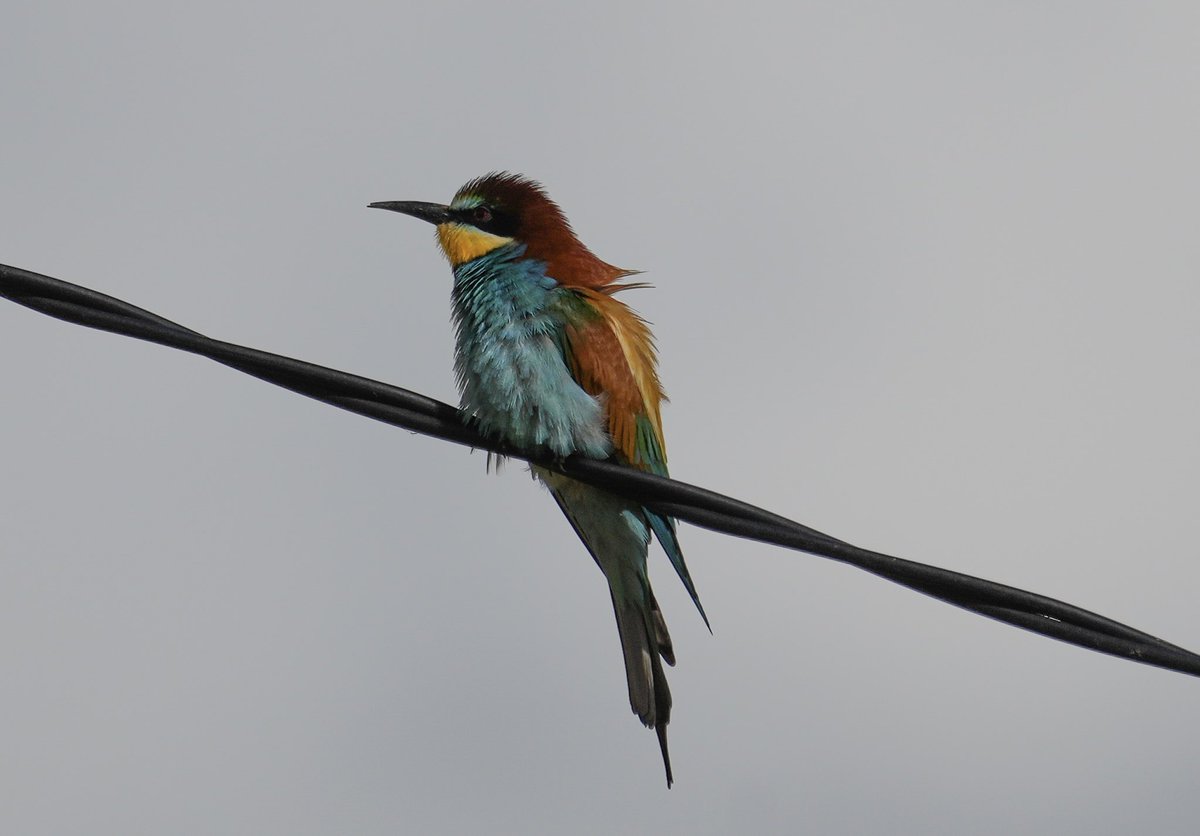 jmpicasprat's tweet photo. #abellerol #meropsapiaster #abejaruco #casserres #berguedà #ocells #ocellsdecatalunya #birds #ocellsdavui https://t.co/QNsa3zrsrJ