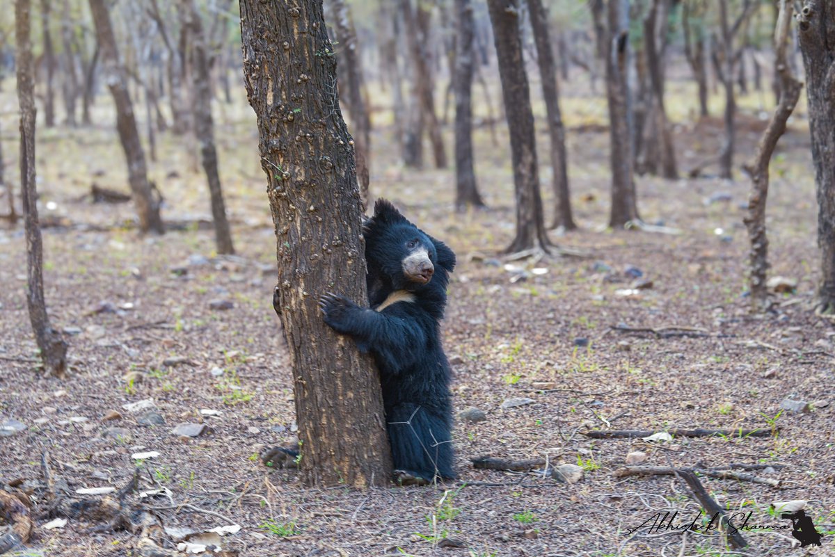 HimalayanMonk_'s tweet photo. Sloth Bear from Ranthambhore Tiger Reserve 

#wildworldindia #indiaves #thephotohour https://t.co/9qeBec92CE