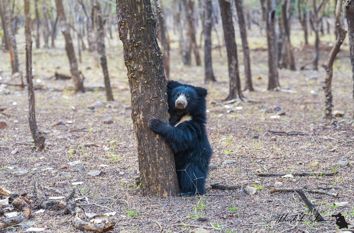 HimalayanMonk_'s tweet photo. Sloth Bear from Ranthambhore Tiger Reserve 

#wildworldindia #indiaves #thephotohour https://t.co/9qeBec92CE