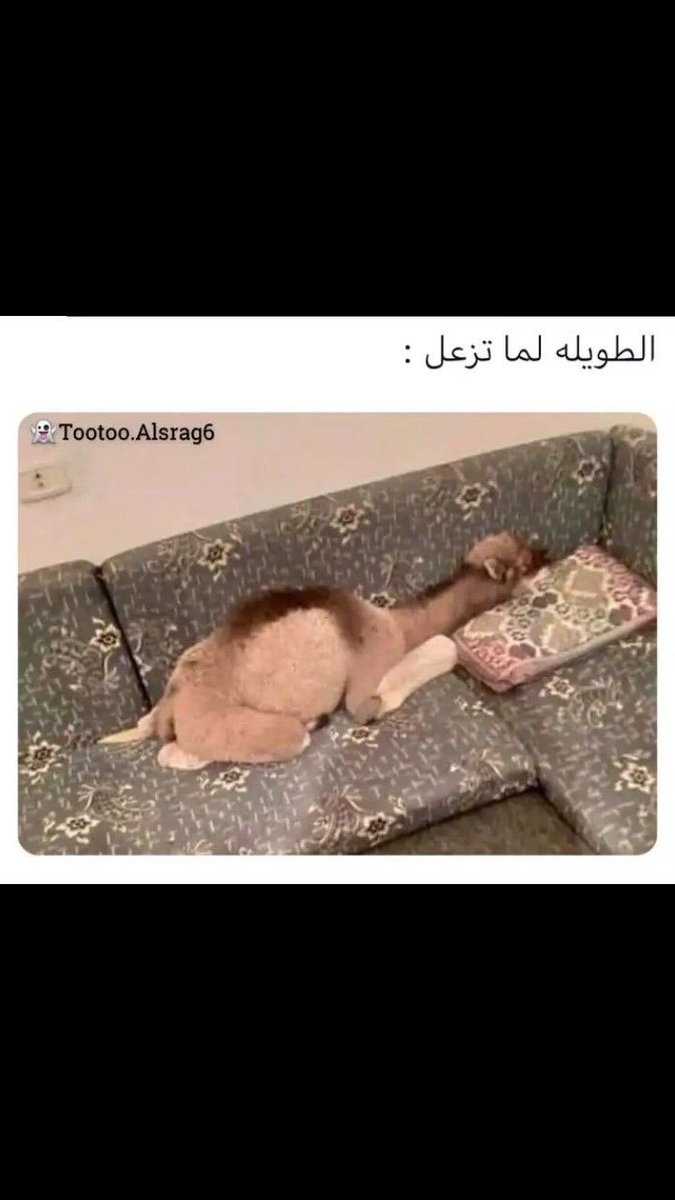 أمل بلا تكرار tweet media