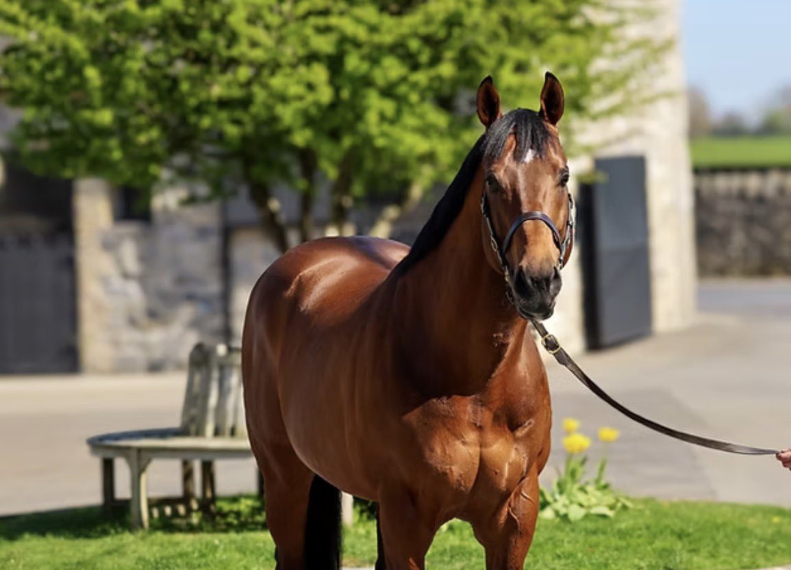 TallyHoStud's tweet photo. 9️⃣ 1/2 lengths!!

STARMAN 3yo WE’RE GOOSERS romps at Newmarket, winning easily off 84 for @hpalmerracing in the colours of Ian Jones. Now the winner of 2 races, this progressive colt was bred by Ms P Walsh #Starman https://t.co/LIGCGDTOIn
