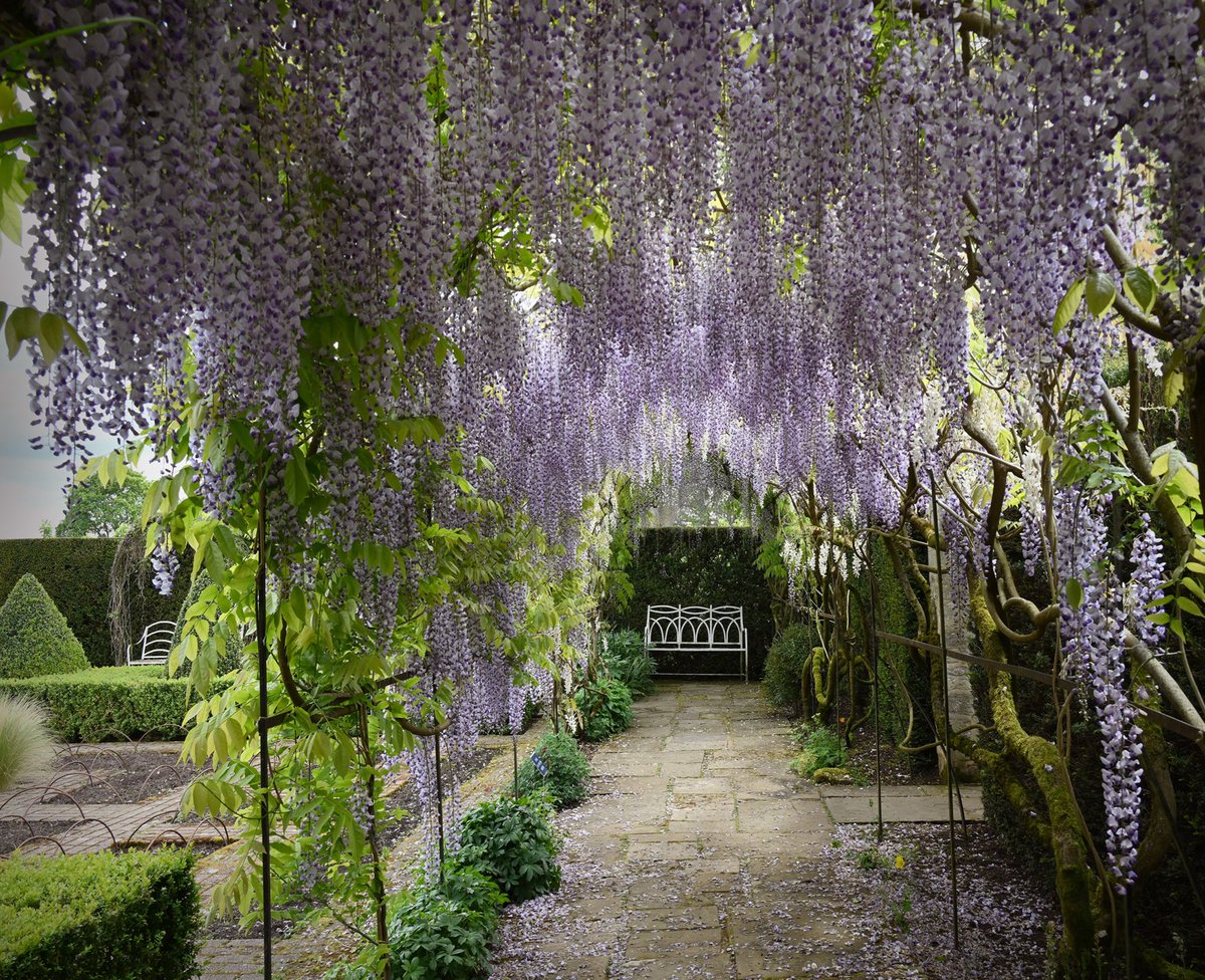 JeffOvers's tweet photo. The #wisteria tunnel @waterperry looking peak perfection this morning after a shower. https://t.co/TcYYb84FuI