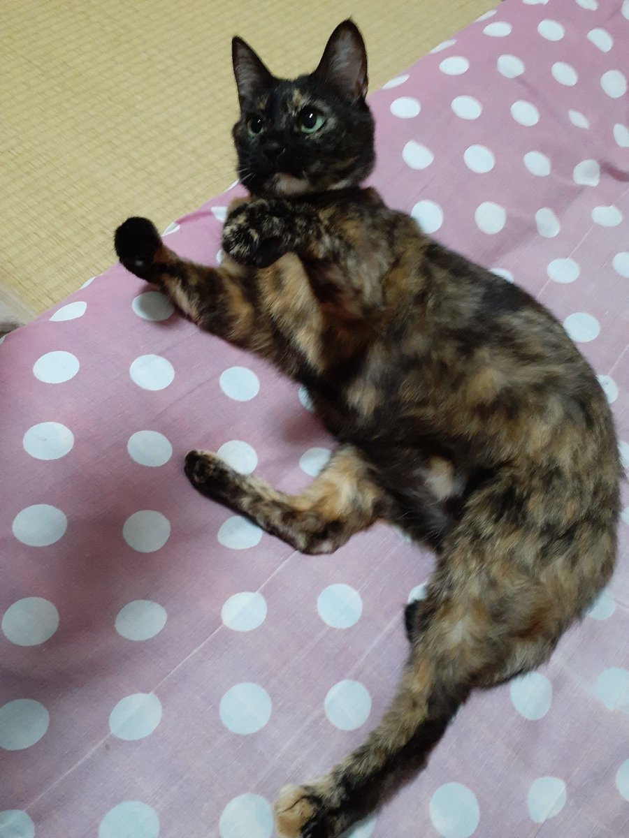 さび🐈⬛ tweet media