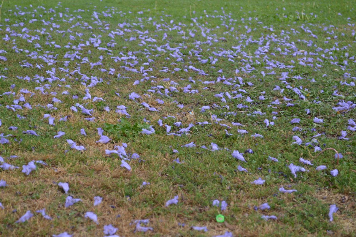 rawiyah112's tweet photo. The Lavender Season🪻. https://t.co/IZ9GqbJH9t