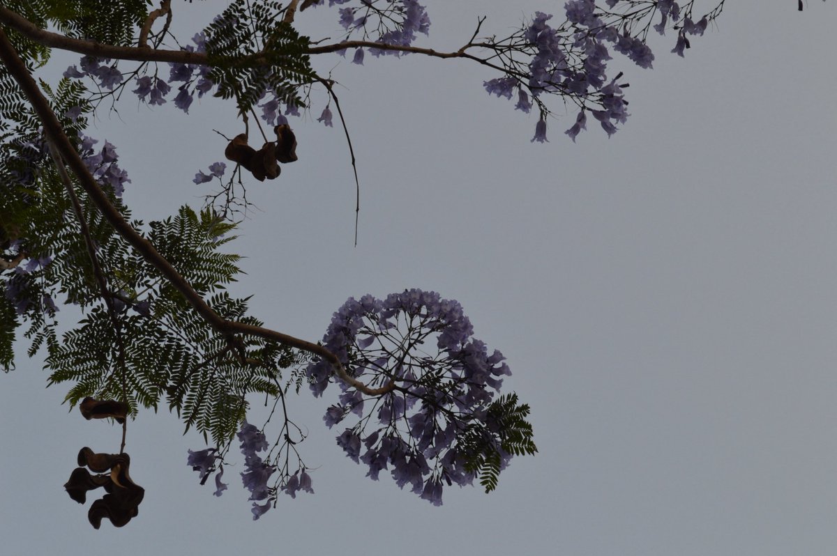 rawiyah112's tweet photo. The Lavender Season🪻. https://t.co/IZ9GqbJH9t