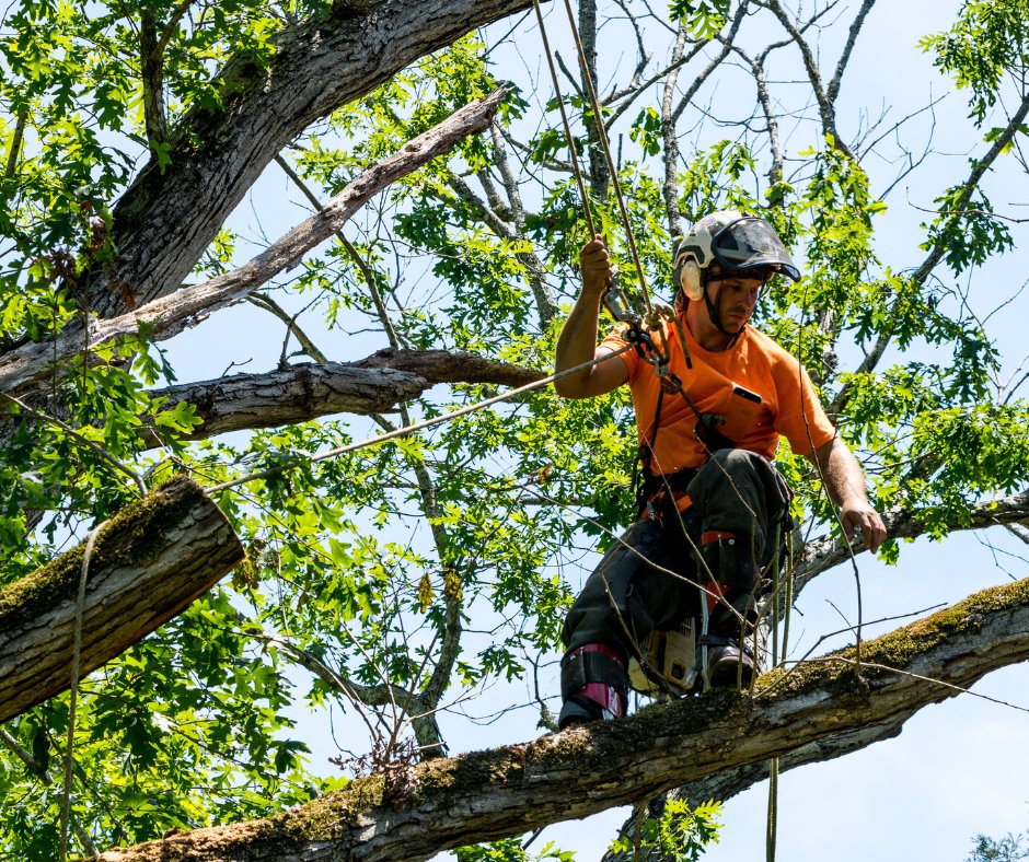 tree_doug's tweet photo. Need a dead tree removed from your property? We're the experts that can help you!
📞 - (443) 721-3338
💻 - https://t.co/UHScrZMtif

#DougsTreeService #TreeService #TreeRemoval #TreeTrimming #Maintenance https://t.co/dTihrggl8Y