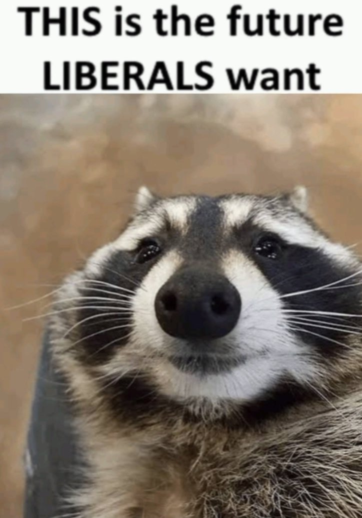 Why you should have a Raccoon tweet media