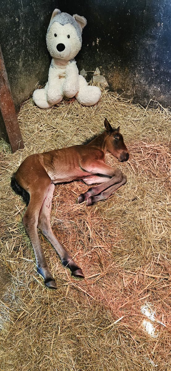 My Lovely Horse Rescue tweet media