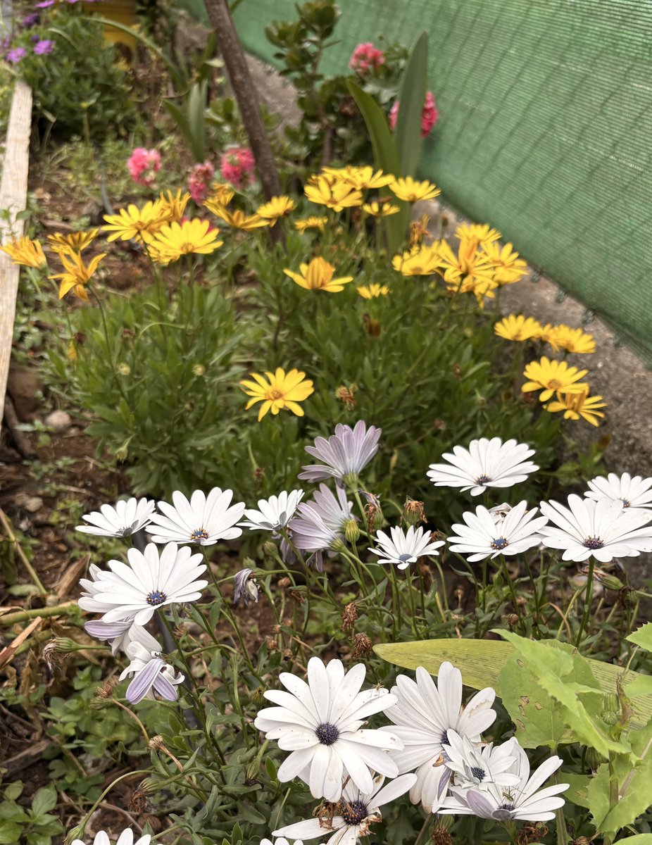 jebeloal's tweet photo. bueno es recrearse en las pequeñas cosas… en flores donde todo florece #naturaleza #flores #jardin #primavera #sinfiltro https://t.co/SBzSQC21rZ