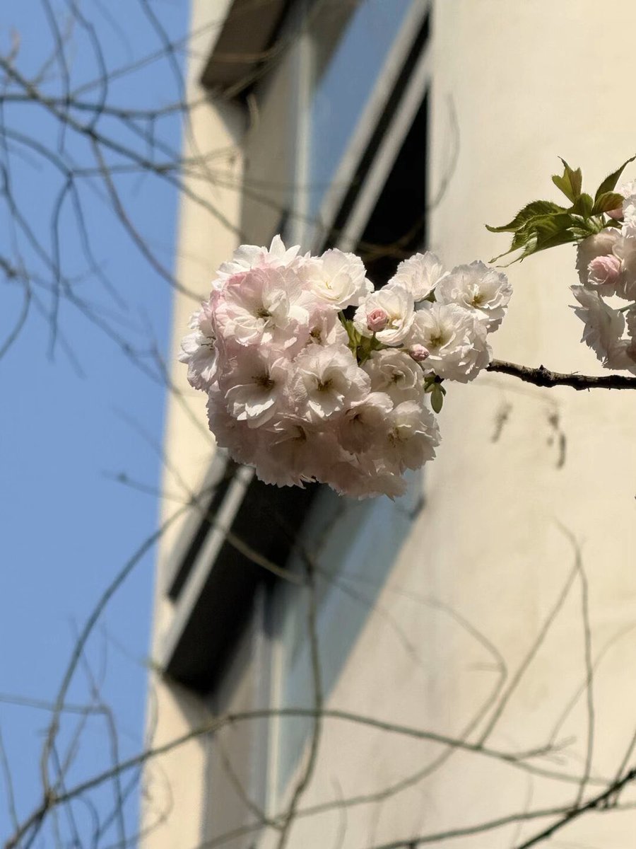 act24113's tweet photo. 🌸出墙只有0次和n次。 https://t.co/gAssfO4ph9