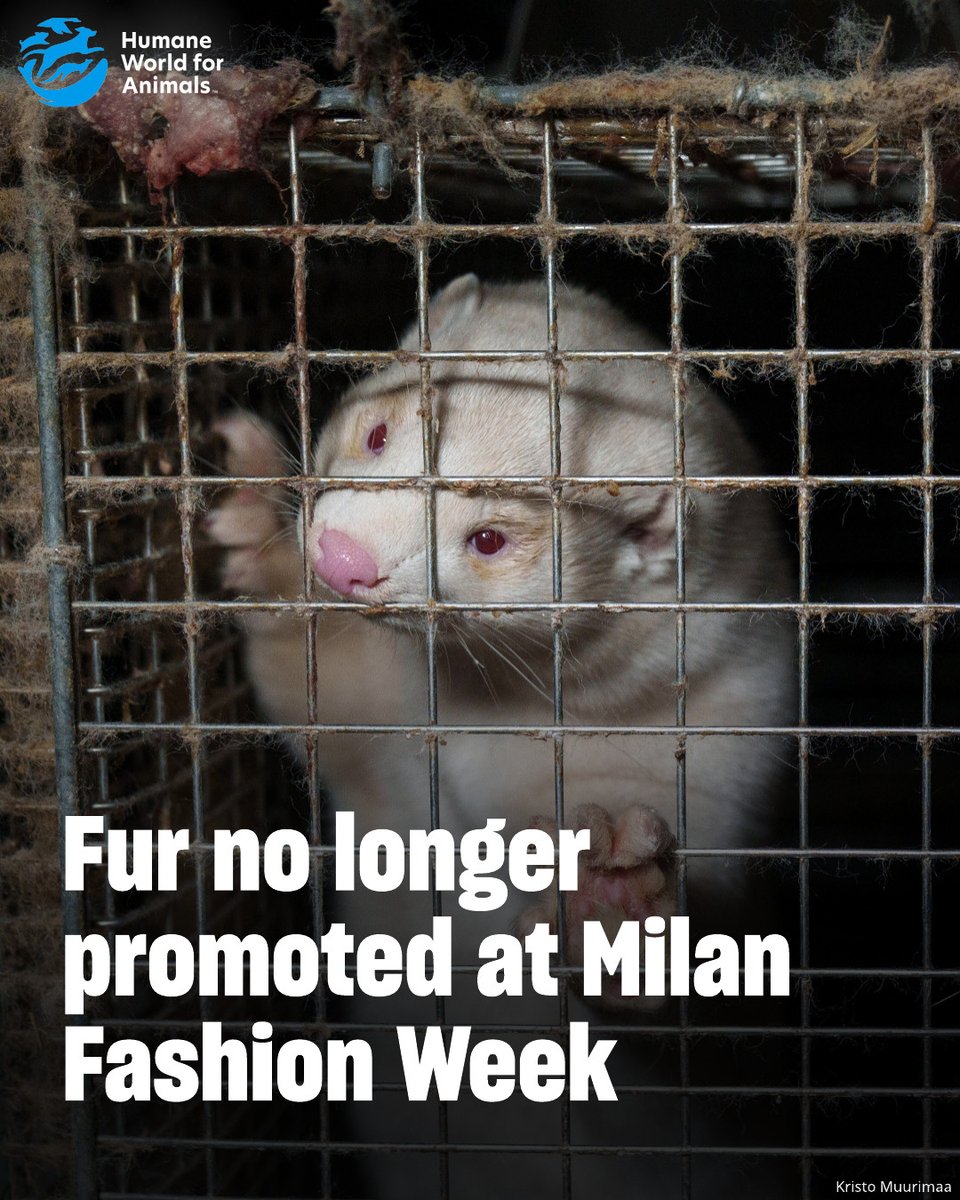 humaneworldorg's tweet photo. Camera Nazionale della Moda Italiana (CNMI), the exclusive owner of the “Milano Fashion Week®”, announced today that it will no longer promote fur at any official Milan Fashion Week event, including on social media.

Learn More: https://t.co/JnTDpe5Ndy https://t.co/1yFcDNZ4lE